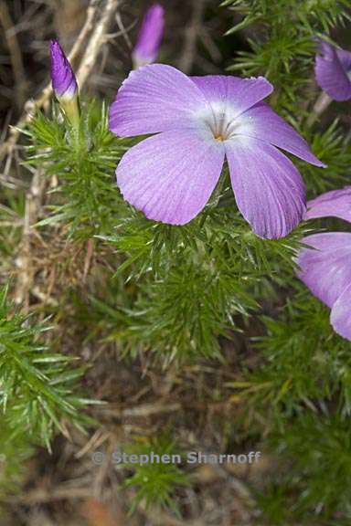 linanthus californicus 2 graphic